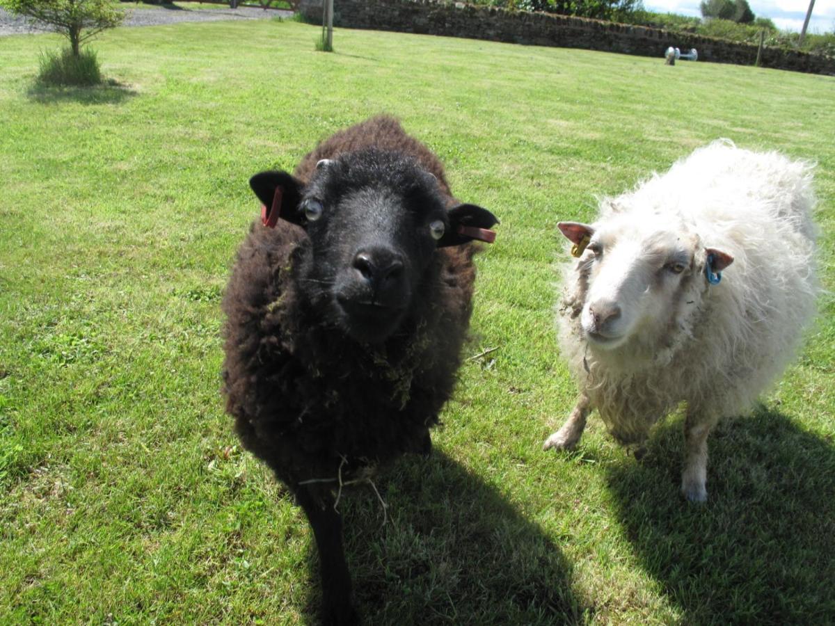 Bed and breakfast Broadlea Of Robgill Country Cottage Accommodation 3*